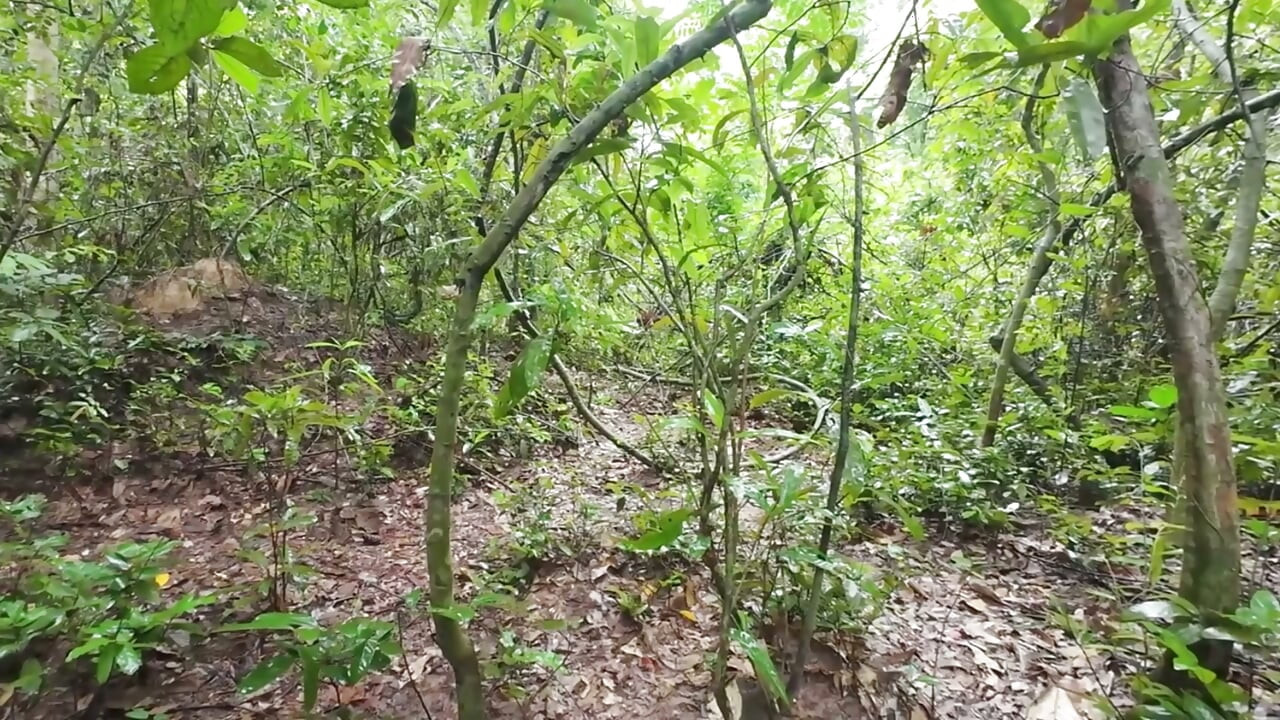 Thai Teenager Walks around Picking Mushrooms and Gets Fucked in the Pussy. Thai Audio