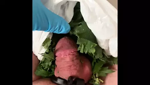 Eletro Stim porn video – Delicious nettle stim and cum