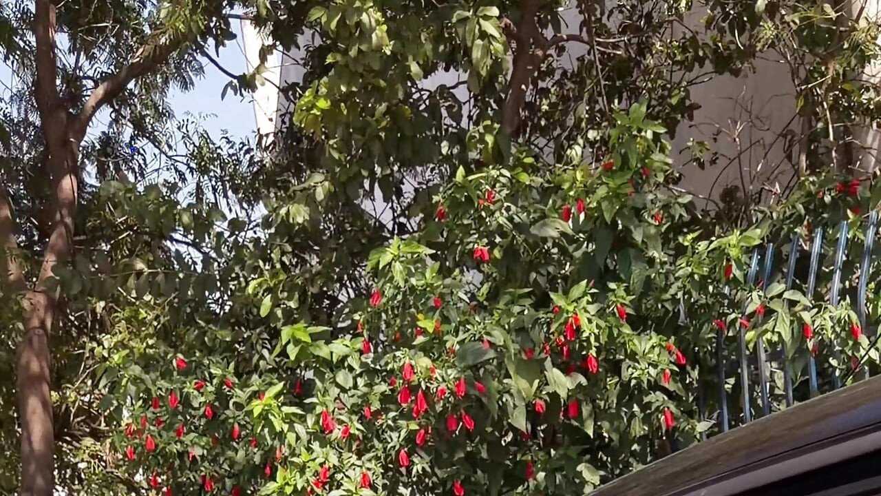 Πήγα να πάρω την πεθερά μου και δεν ήξερα ότι ήταν πολύ μεγάλη κωλάρα και βυζαρού Δεν αντιστάθηκα, είπα στον άντρα μου να πάει να αγοράσει ψωμί
