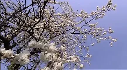 Madchen ohne manner (1980)