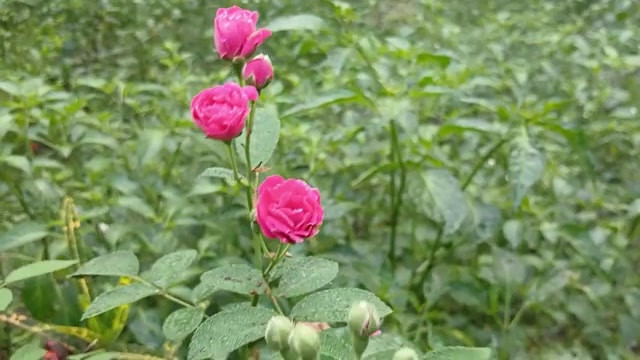 农村热辣男孩和女孩性爱故事孟加拉语