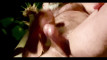 Pratinjau video