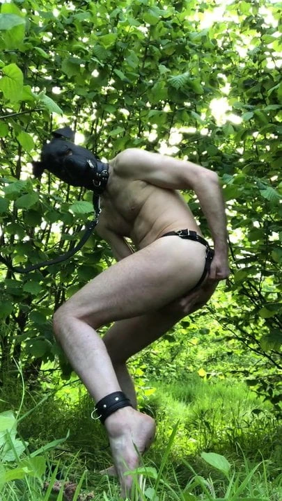 Doggie playing in the park