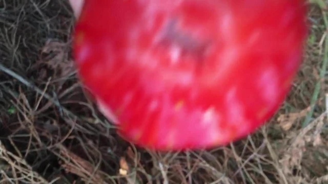 Sperm in the forest accompanied by cowbells