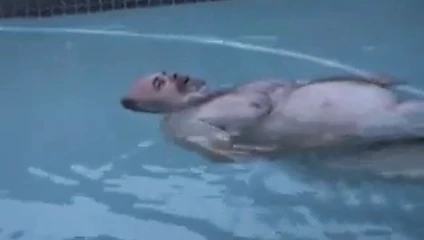 Noel Baba havuzda rahatlar