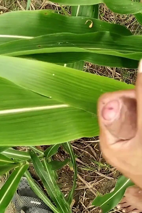 Big Cock Cumming on Field, Milk Cumshot