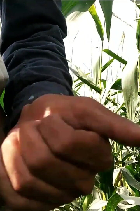 Hairy Cock Handjob and Cumshot in Outdoor Masturbation