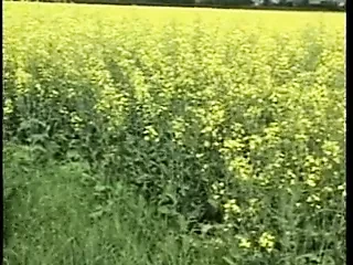 Sitna beti sisa 18 i dlakava