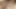 ヨーロッパのジャネットがBBCの精液で毛深い膣をべっくりと染める