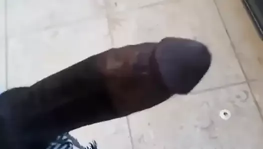 Sudanese arab cock