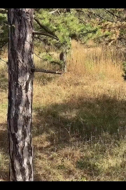 Ormanda anal seks