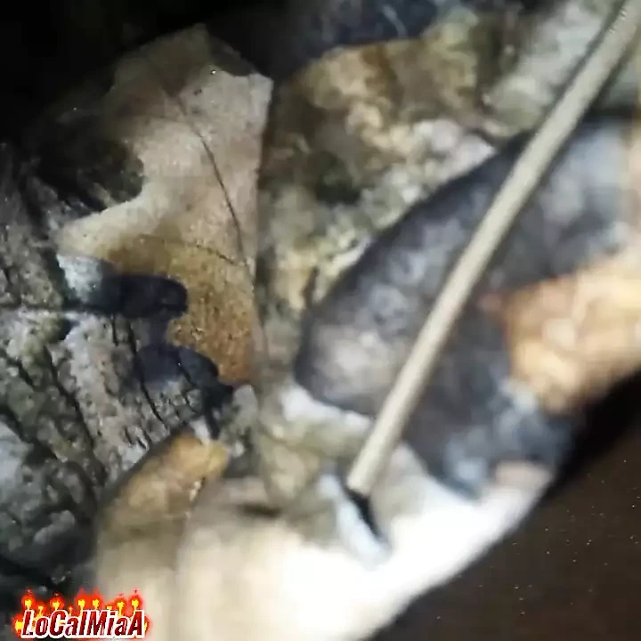 睡觉的 Bhabir Sathe，手淫