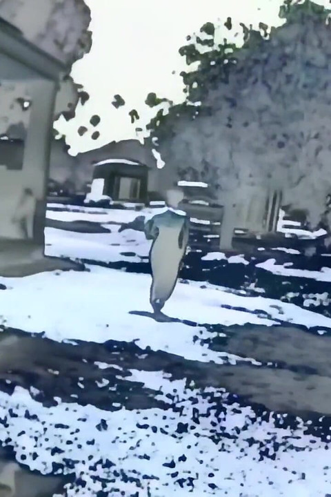 A Real Pig for a Super Pussy