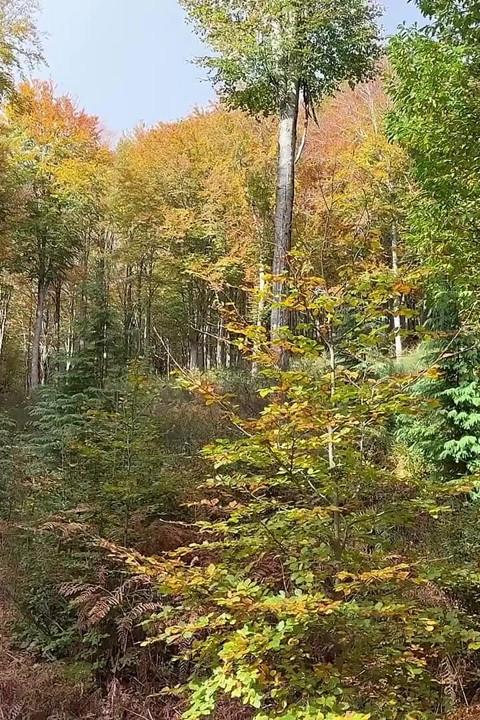 A Caminhada na Montanha e Foda
