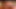 Dev boob uygun civciv