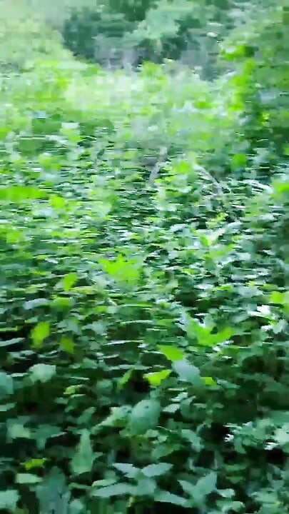 Walk In The Woods For PSG's Victory, Which Ends With Suck A Voyeur [¹Jul²⁵] VaneSsaBiTCHx PariSChienneTrvprod⁹¹