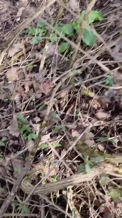 Key moment from "Stranger Thong out of the forest covered in 20+ Loads"