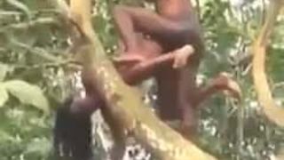 Posición sexual en el árbol