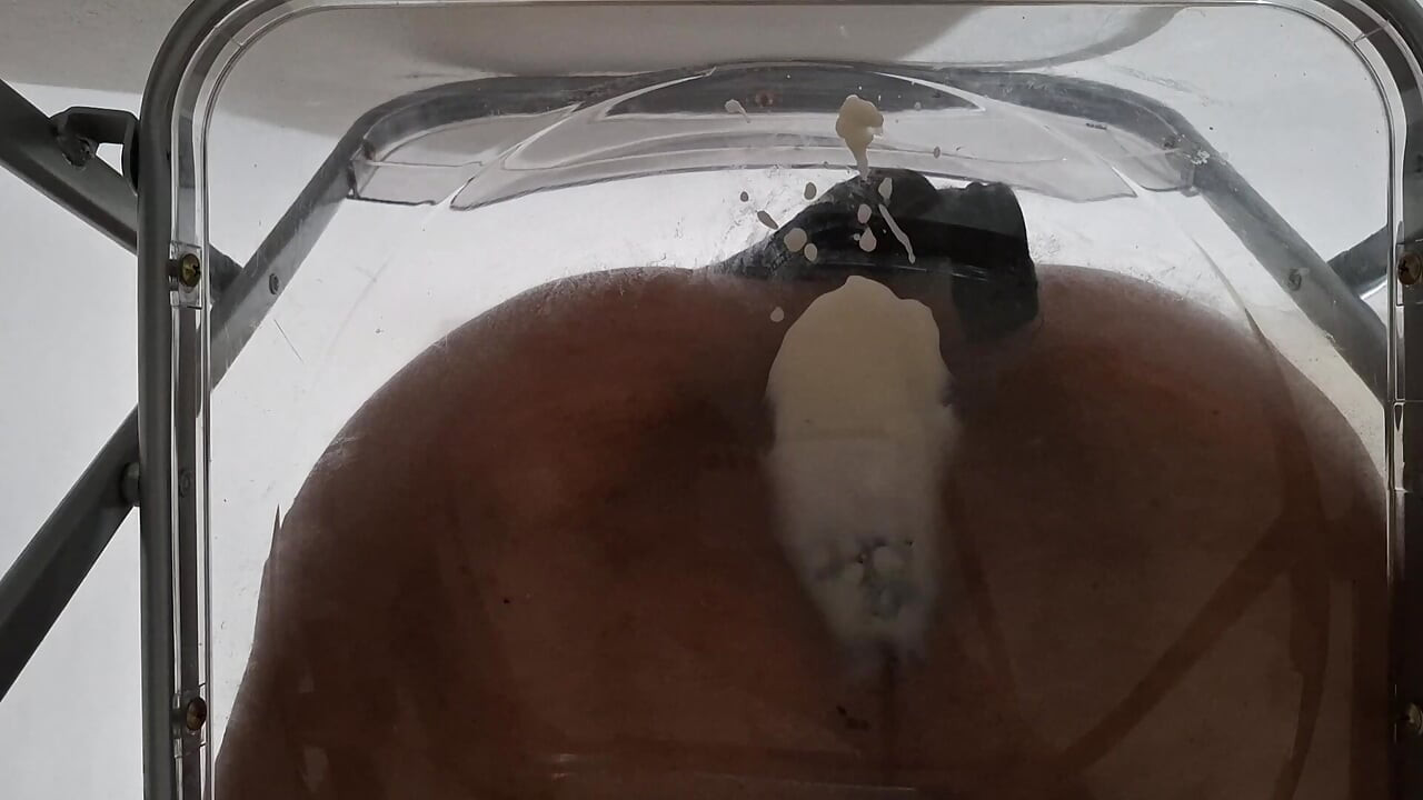 POV: Dirty Talk Fat Ass Trans Raven Facesitting and Anal Creampie after Riding Dildo through Transparent Chair