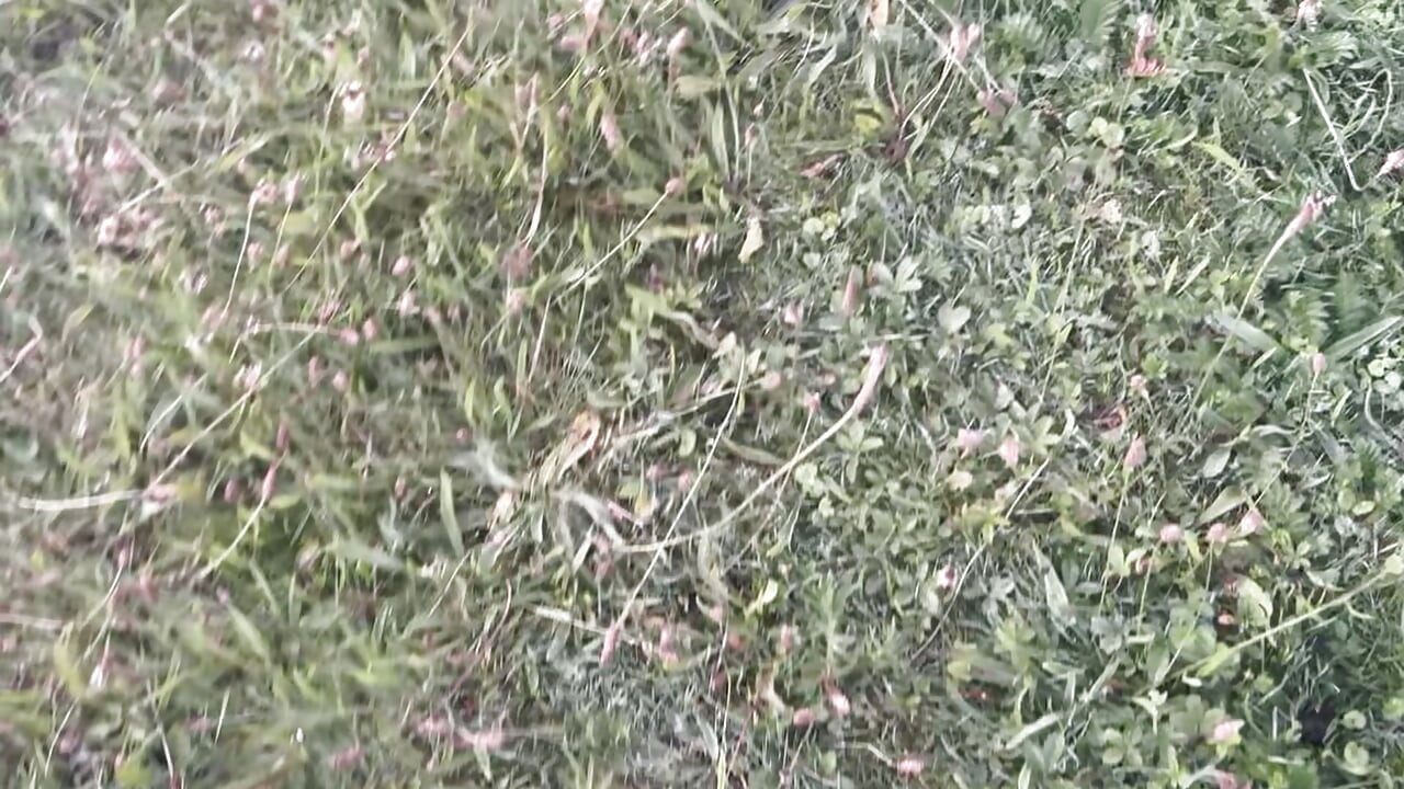 Playing in the morning at a public lake