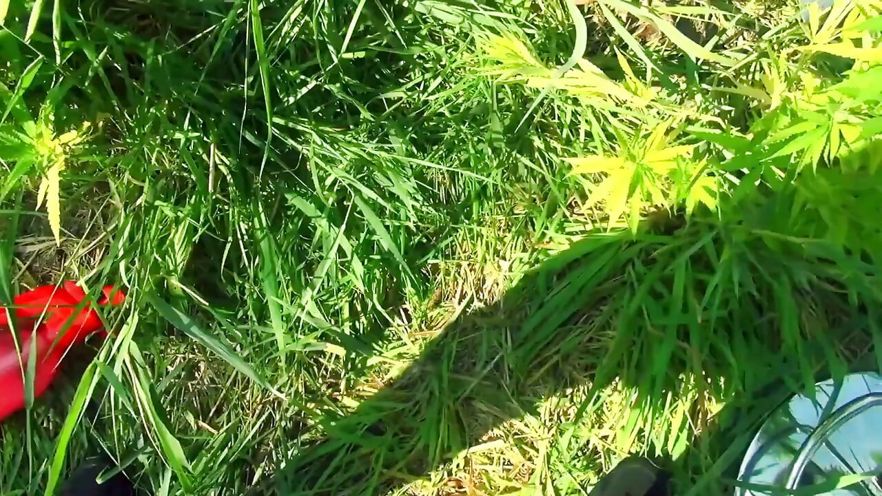 כדורים עמוק מאוד מחוץ לדלת BBC דופק!