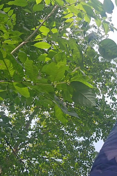 Risky Outdoor Jerk off - Almost Caught & Huge Cumshot in the Woods