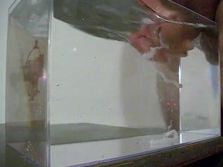 Éjaculation dans l&#39;eau, dans un récipient comme un petit aquarium - 03