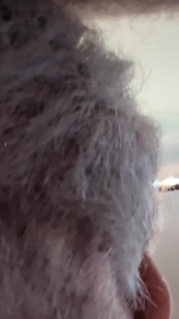Epic moment from "Two Hairy Daddys in bed afterwork - Seattle gets bred"