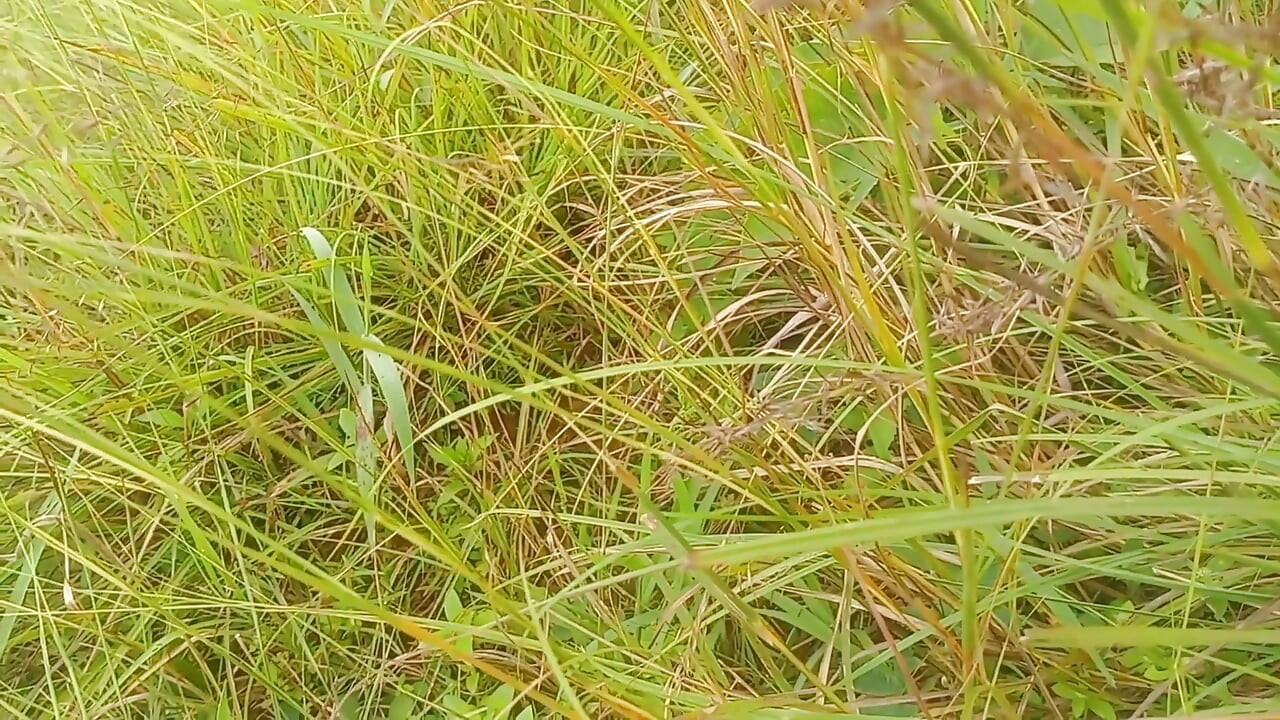 Nepali Open Outdoor Soltni Doggy Styal Sex Video