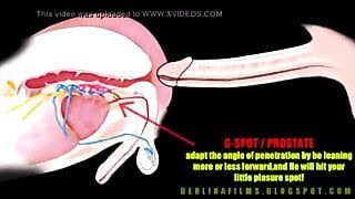 Trans anatomia