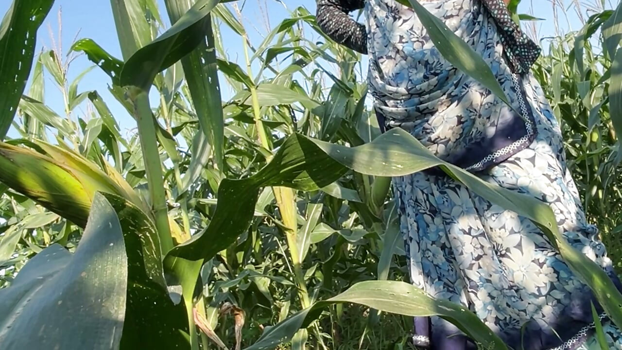 The sister-in-law of the village shows her figure in the open field, a tight-bodied, Indian-looking woman.