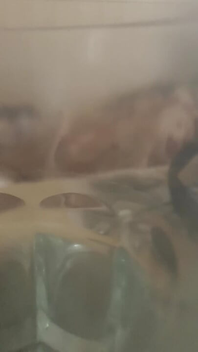 Ich weiß, dass du mich in diesen schwarzen socken willst