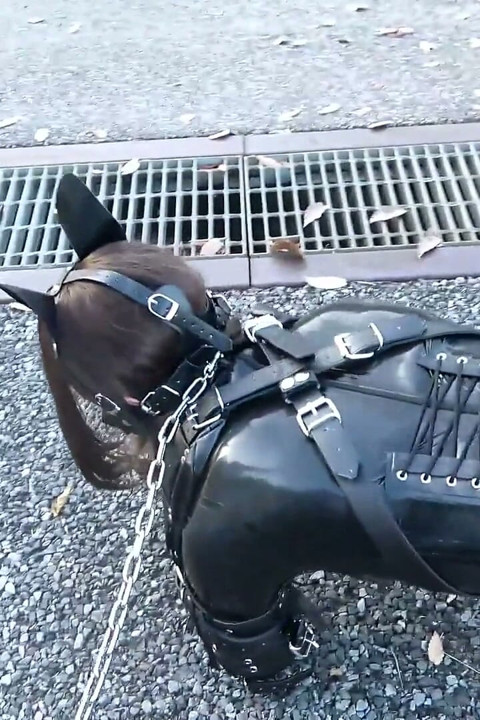 A Puppy Bound with Latex, Walking the Dog