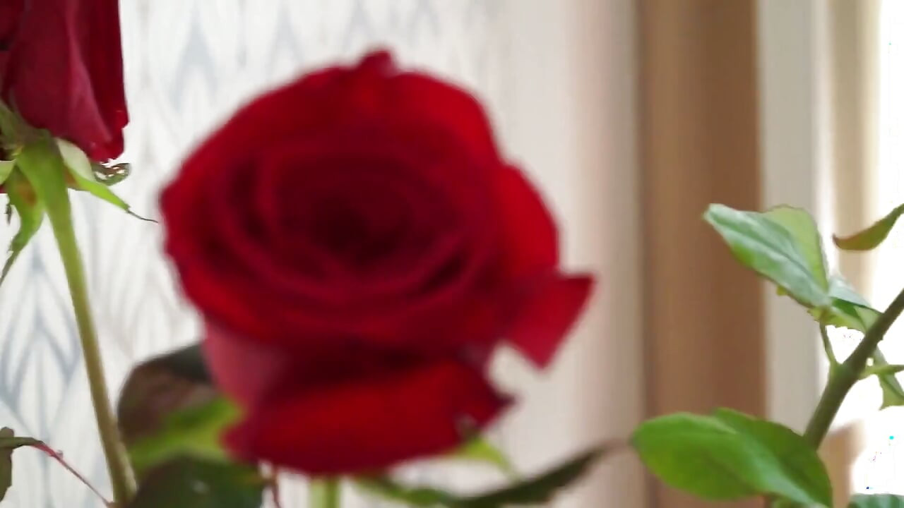 দ্য লাস্ট রোজ উইন্ডোতে একটি রোজ ২