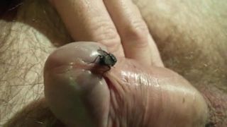 Развлечения с мухой, видео 24