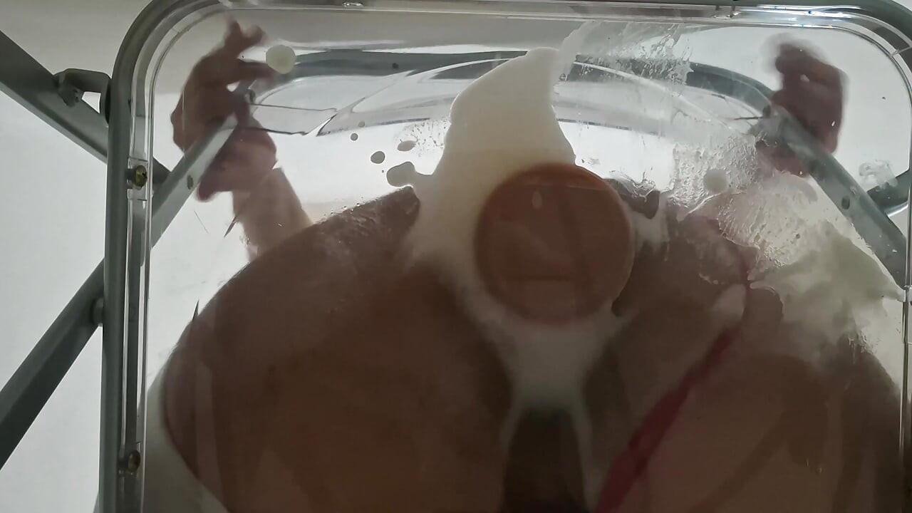 Trans Fat Ass Gwen Facesitting and Anal Fucked with Creampie through Clear Chair for the First Time.