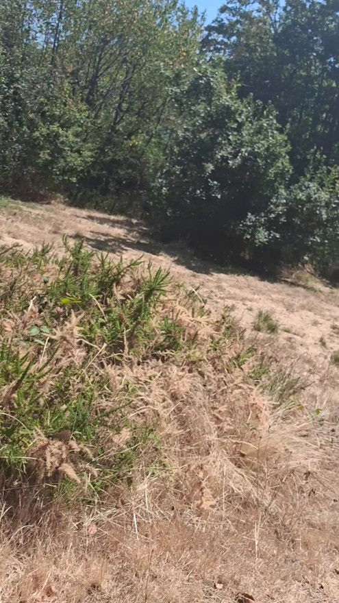 জঙ্গলে আমি