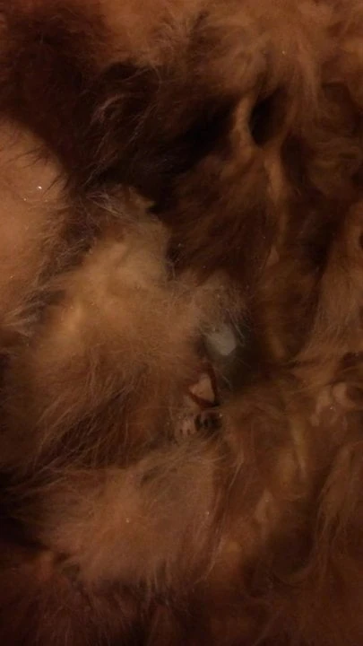 Piss on Fox Fur Vest