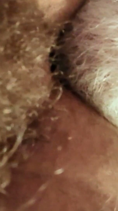 Daddy feasting on a beautiful hairy hole | Clip 1