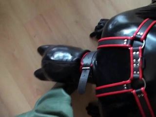 Rubberen puppy spelen in rubberen steltlopers
