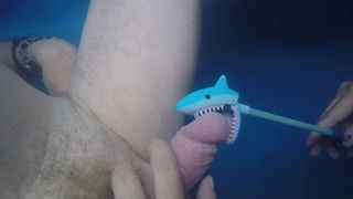 Un requin mord une bite