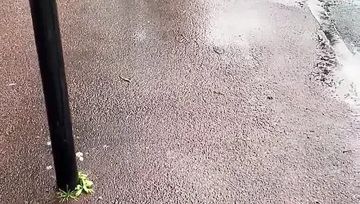 Sehari dengan hewan peliharaanku