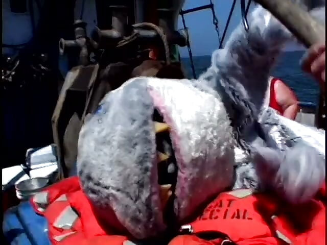 The Huge Bitch Gets Fucked and Creamed by a Man in a Dolphin Costume