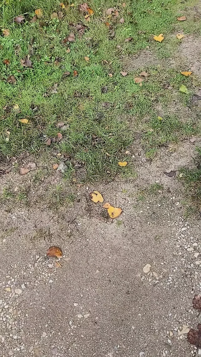 Cock on PP