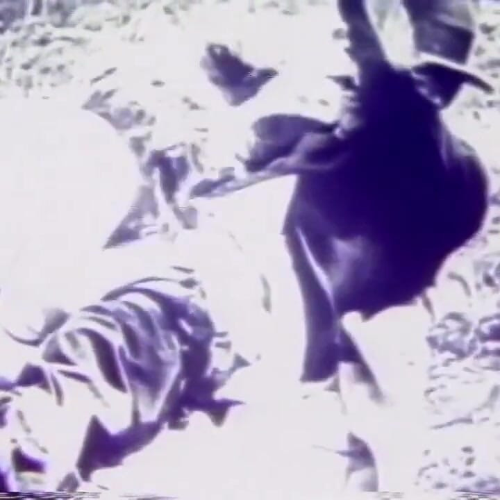 Public sex in the 1930's
