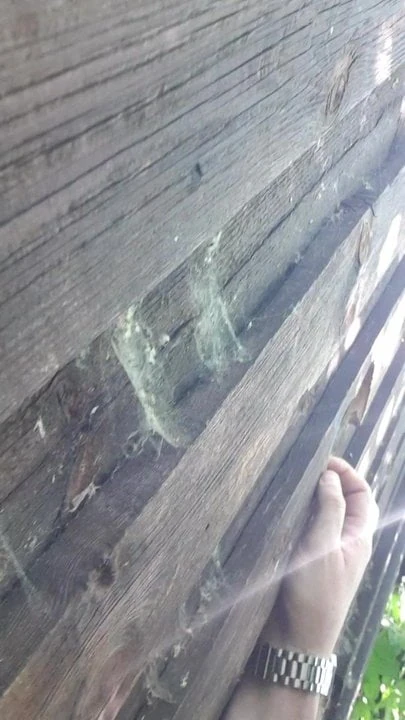 Sucking a cock