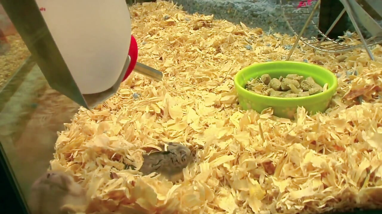 Amazing rack MILF fucks nice guy who buys hamster for stepson