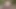 Dutch slave in woods