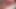ヘビを振るハイクラス
