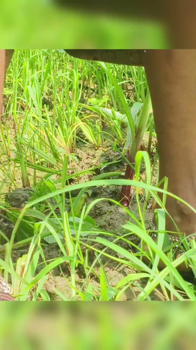 Sister-in-law showed her pussy in the fields and fingered her pussy | Clip 1